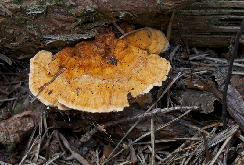 Pycnoporellus fulgens